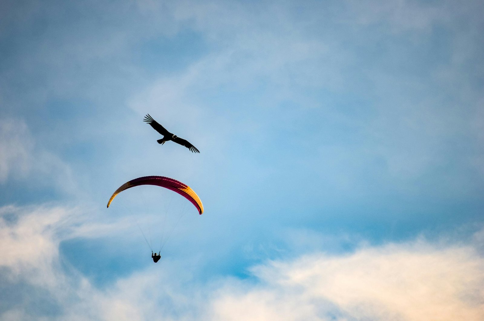 Paraglider enjoying a long flight over the Himalayas