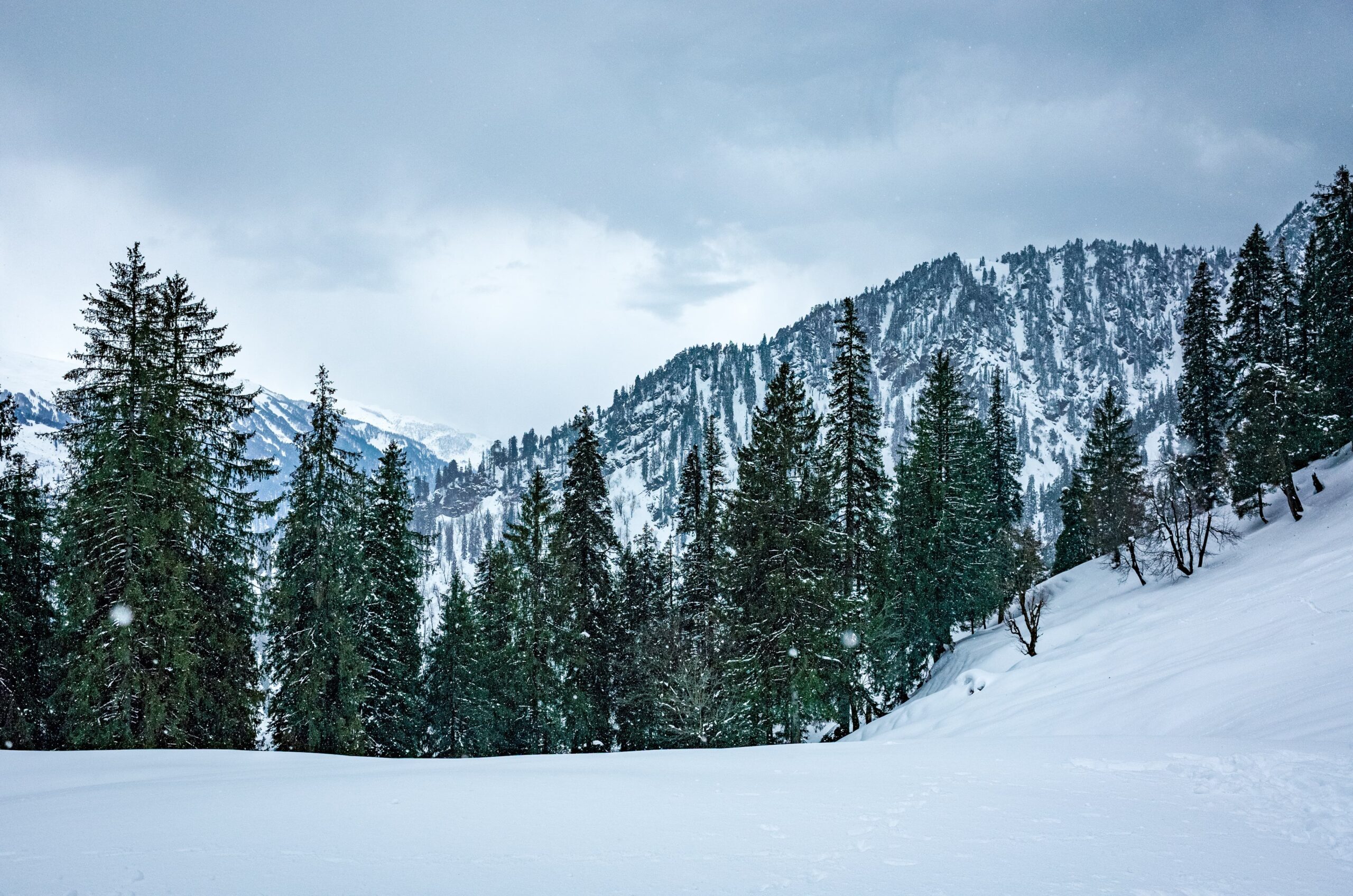 Pine forest around Billing